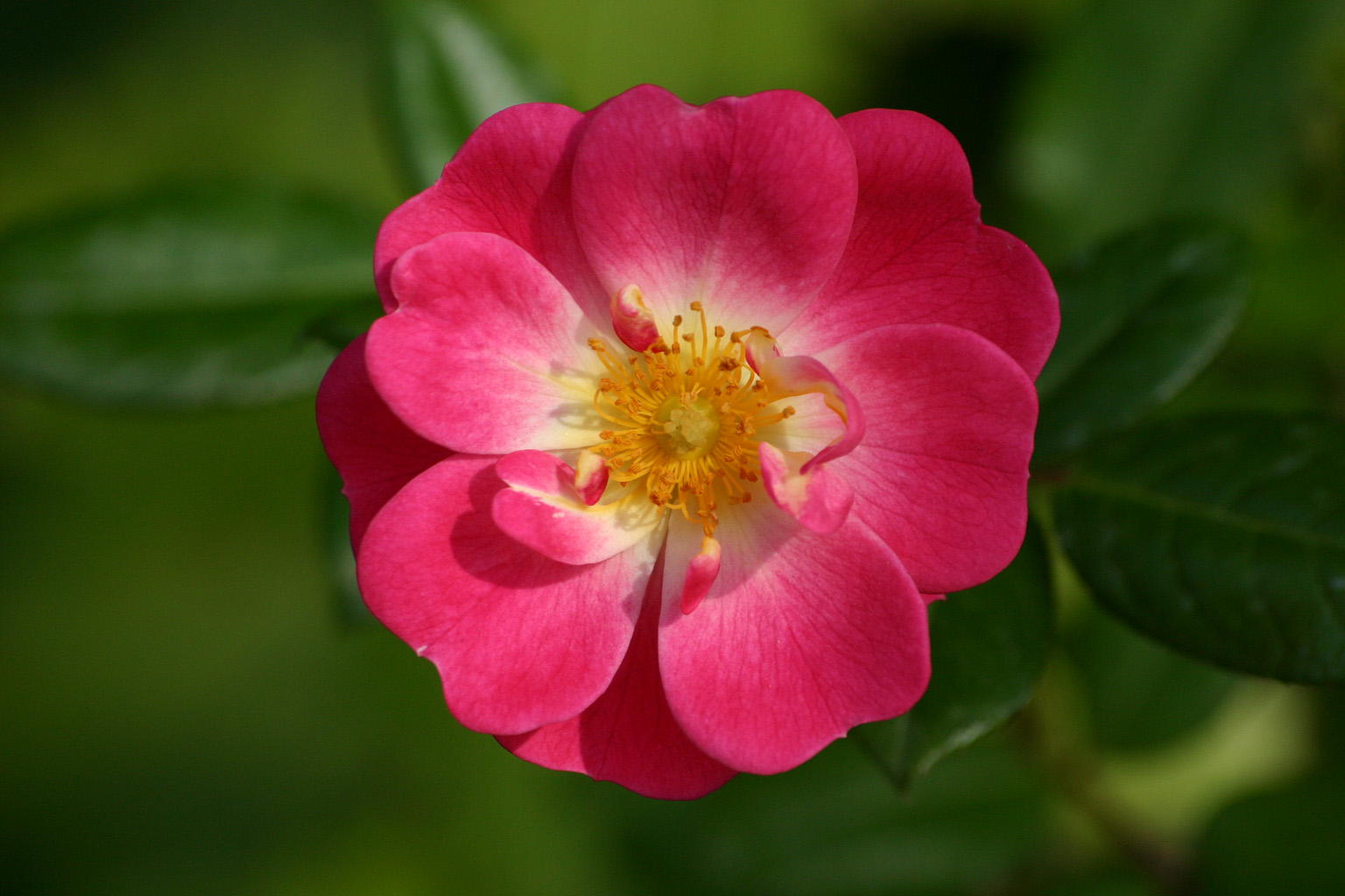 fleur_rose_1.jpg